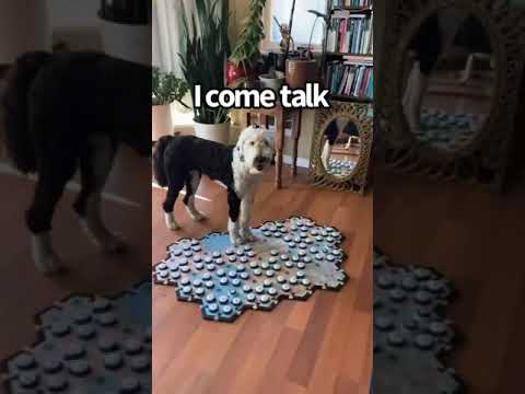 Come Talk! | My talking dog uses buttons to communicate | WhatAboutBunny