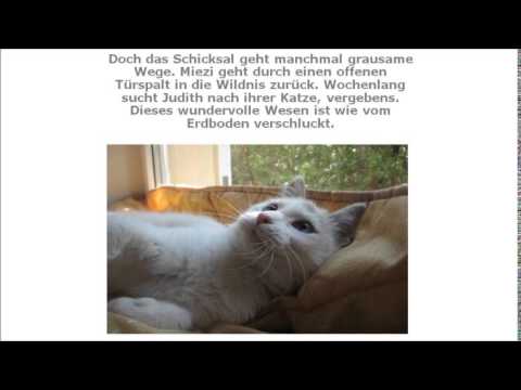 Miezi   Eine wahre Katzengeschichte