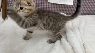 スコティッシュフォールドの動画01