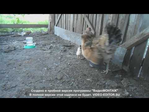 Птичье хозяйство//Квочка приняла утят и гусят