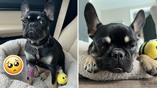 My French Bulldog Gets Spayed