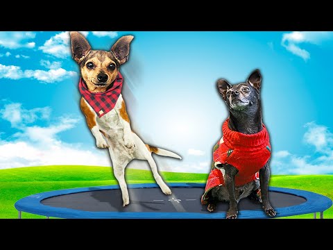 Dog's FIRST TIME on GIANT TRAMPOLINE Challenge!  (Tricks and hacks in real life for Treats)