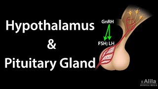 Hypothalamus and Pituitary Gland Functions
