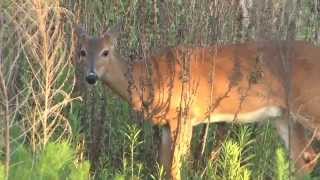 DuPuis Management Area Campsites Video