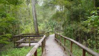 preview picture of video 'BIG TREE PARK - Longwood, Florida, USA - largest cypress tree in the US'
