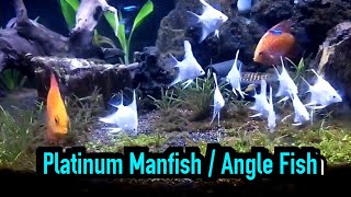 preview picture of video 'Platinum Manfish and Pigeon Discus'
