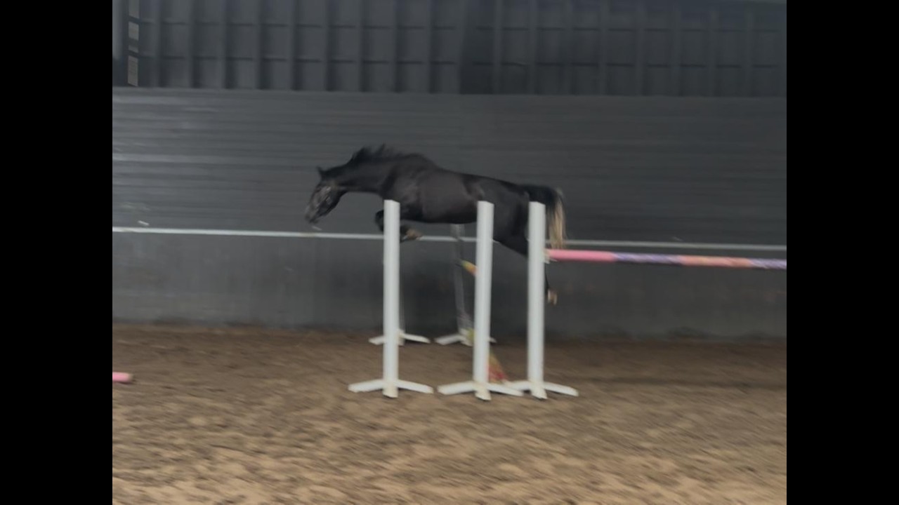 Angel vh Roversnest ☆☆ (AIGLON ROUGE x TRIOMPHE DE RIVERLAND) video 2