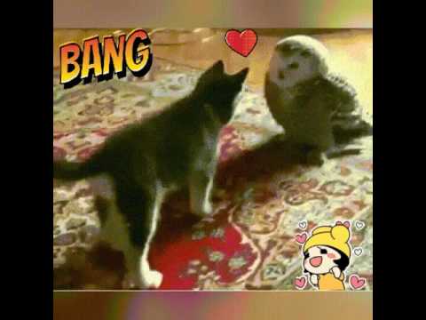 What could happen? Siberian Husky & Northern Hawk Owl falls in love