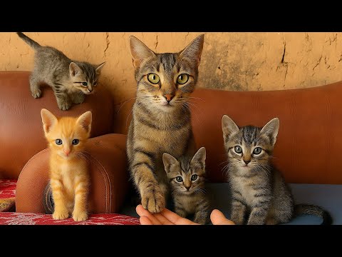 Laughed so hard it hurt! This cat family started going wild on just their second day here…🐱❤️🥰