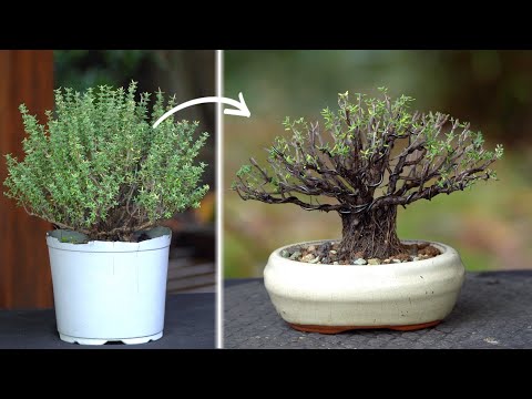 Bonsai from a Thyme plant?!