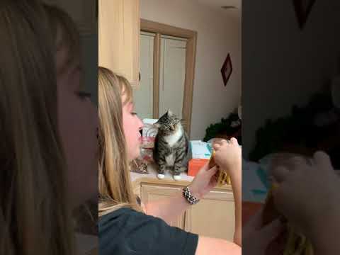 cat pretends to eat grilled cheese sandwich