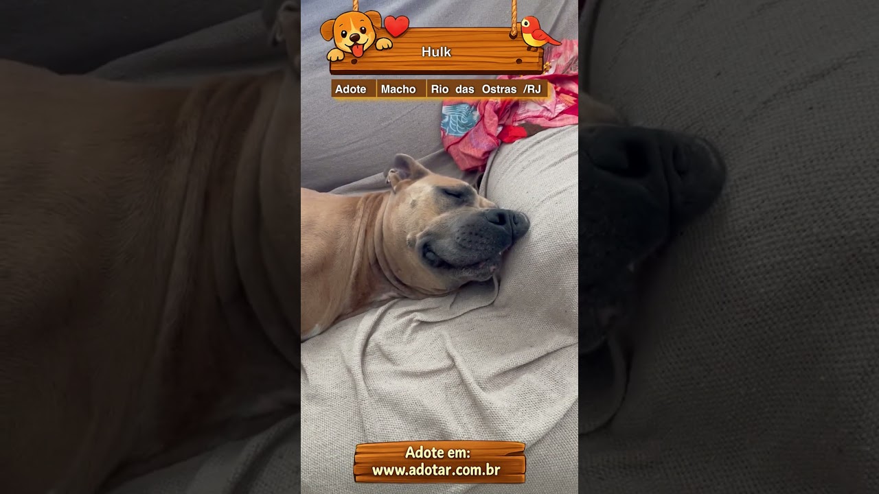 Cachorro raça Pit-Bull idade 5 anos nome Hulk