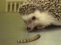Hedgehog Eating a Superworm   Exotic Pet Vet Unedited and Uncut Video
