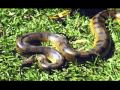 Sneaky snake-Tom T Hall.