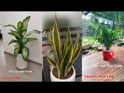 Cho thuê cây văn phòng đẹp đẳng cấp