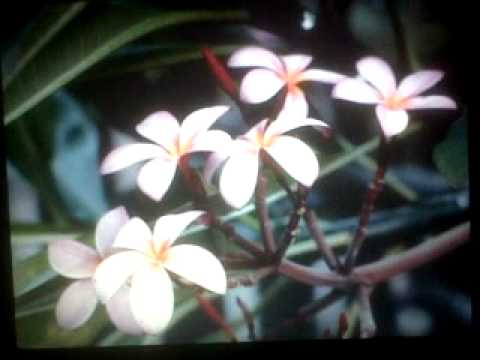 Patches of Grey Book Trailer