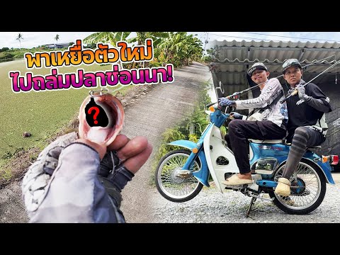 พาเหยื่อใหม่ไปถล่มปลาช่อนนาน้ำท่วม ท้องนาจะกลับมาลุกเป็นไฟอีกครั้ง!!!