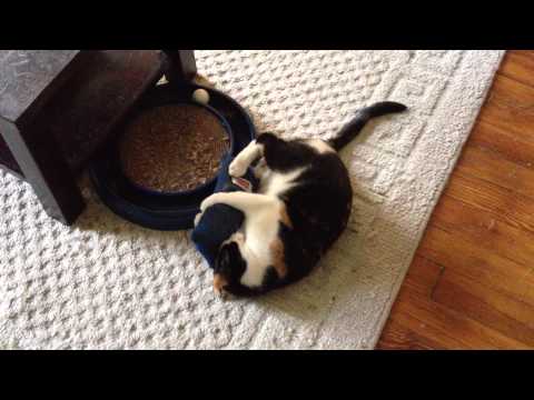 Luanne's new catnip jeans