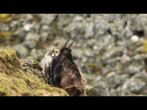молодые самцы, национальный парк Кэрнгормс (Cairngorms), Шотландия, Великобритания, февраль