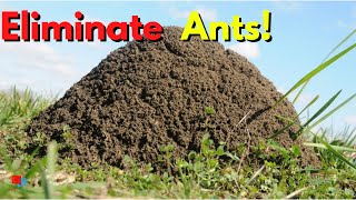 Tired of Ants in Your Lawn?  Do THIS