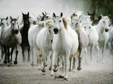 Twenty wild horses