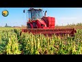 How Farmers Harvest Sesame Seeds By Machine Making Tahini Sesame Oil Halva Farming Documentary