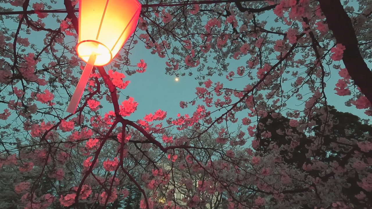 【ふるさと百景】　暮色蒼然　青田川夜桜（新潟県上越市）