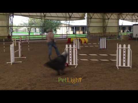 dog that had rear leg problem can now walk without issues