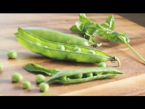 download lagu mp3 mp4 Can Babies Have Mint, download lagu Can Babies Have Mint gratis, unduh video klip Can Babies Have Mint