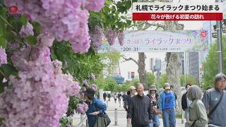【速報】札幌でライラックまつり始まる 花々が告げる初夏の訪れ