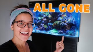 How I BEAT Cyanobacteria in My Reef Tank (without chemicals)