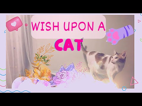 A CAT RELAXING VIDEO | MEET AKIKO & AKIRA | CATS OF MR KETZ