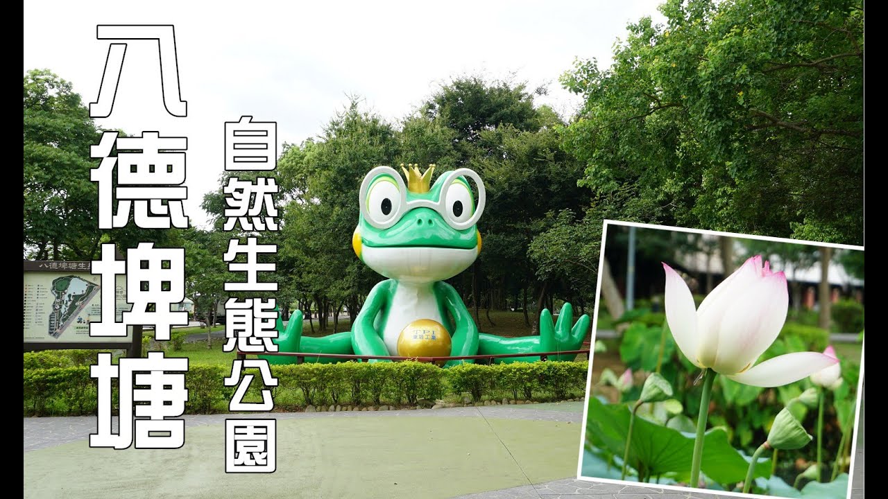 八德埤塘自然生態公園，青蛙王子，遇見甲蟲，荷花盛開，環池步道，踏青散步好去處，八德景點！