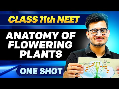 ANATOMY OF FLOWERING PLANTS in ONE SHOT || All Concepts, Tricks & PYQ || Ummeed NEET