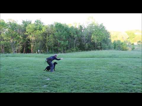 FTW Diesel Memory + Mark