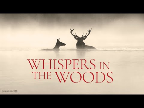 Le chant des forêts