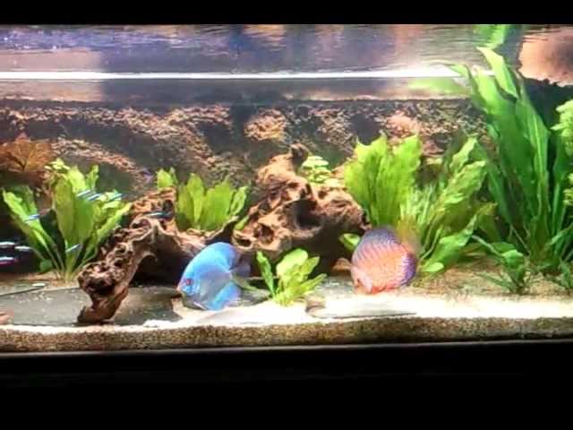 My discus fish in planted 350L tank