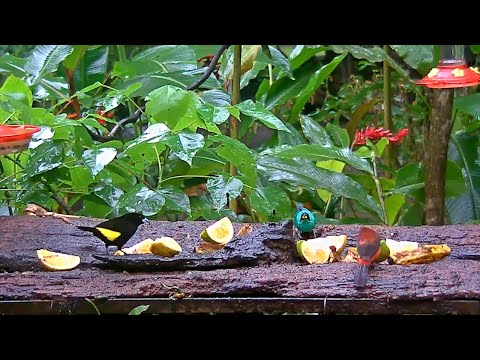 Colorful, Dreary Afternoon On The Panama Fruit Feeder – Oct. 28, 2020