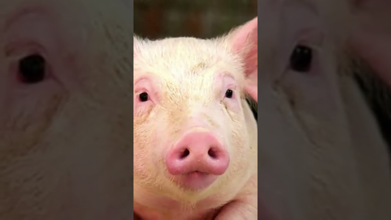 VERSO DEL MAIALE😨 #SHORTS