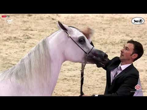 N 88 BINT HAZY AL KHALEDIAH   Dubai International Arabian Horse Championship 2021   Mares 7 9 Years
