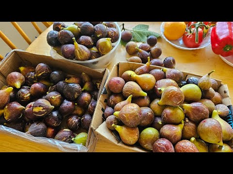 Peter's Honey VS Kadota & Hollier!!!