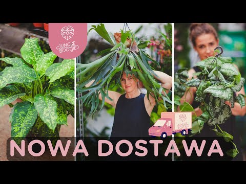 Giant moose antlers, XXL dieffenbachia, vines on hangers and feathers - NEW DELIVERY COMING!