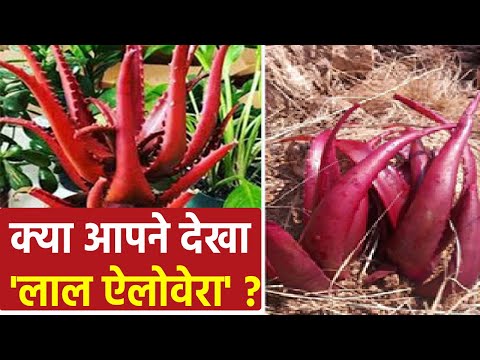 Red Aloe Vera Juice