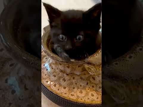 Cats and magic #cat #funnyvideo #funny