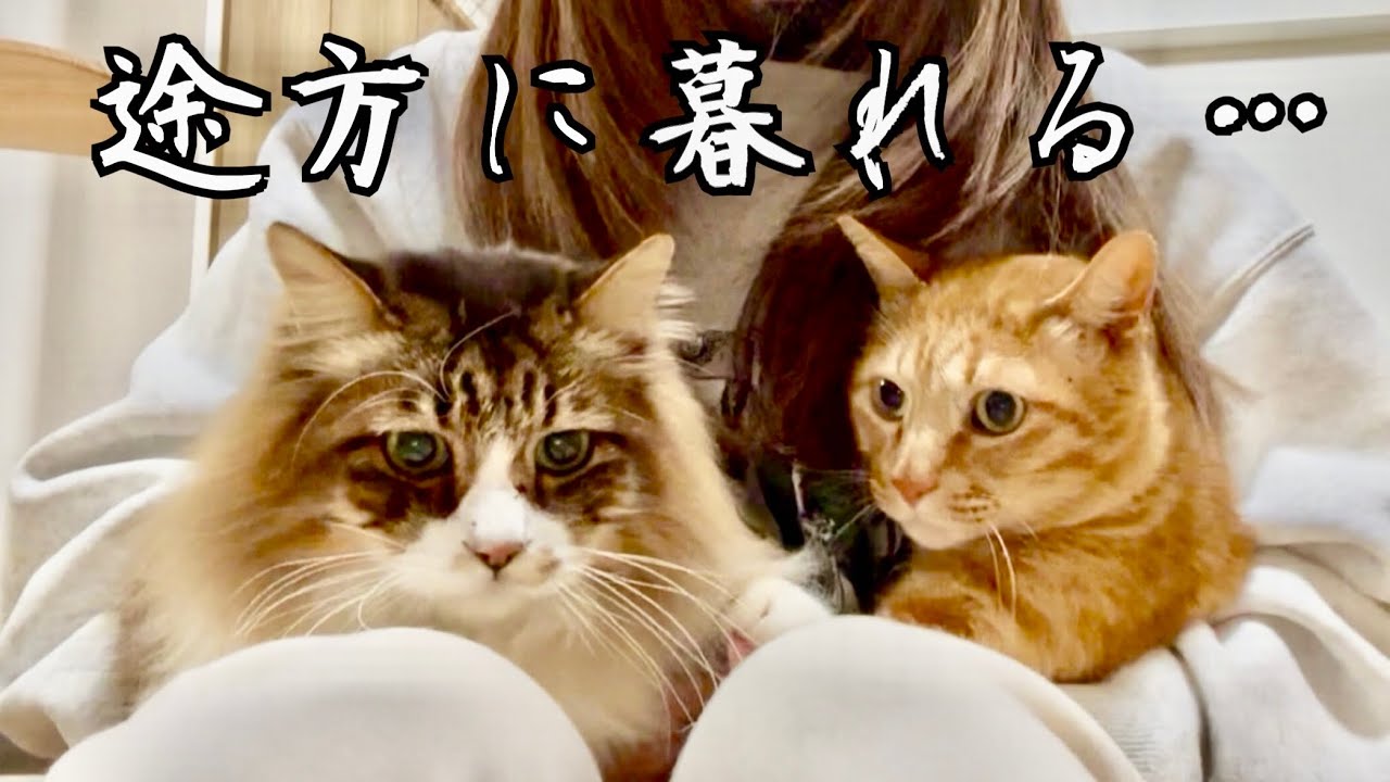 突然の家賃値上げ通知…猫たちと途方に暮れる…【元野良猫まるとら&ぽこまる】