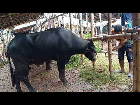 American Ranchers Raise 30,1 Million Beef Cattle This Way - American Cow Farm / caw farm