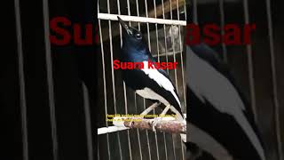 Download lagu inilah kacer gacor konslet bikin lawan mbagong,simulasi lomba kacer mp3