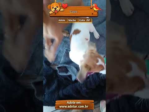 Vídeo de Cairo