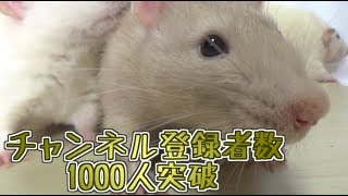 ラットさんchのチャンネル登録数が1000人突破しましたぁ～！！(ゆっくり実況音声あり)