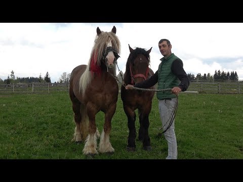 Caii lui Sorin de la Marisel, Cluj - 2019 Nou!!!